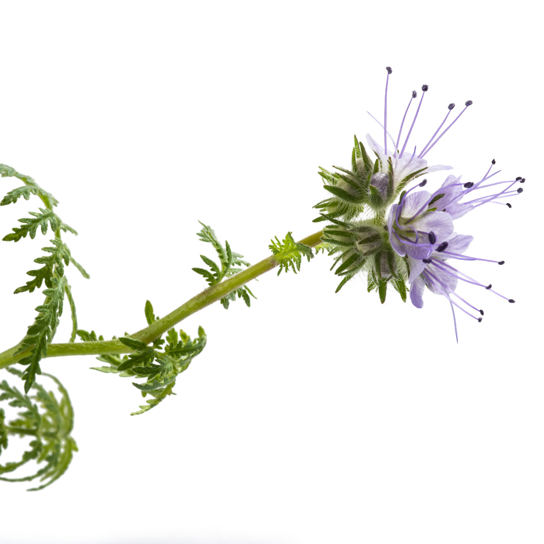 Blue Tansy Essential Oil Benefits and How to Use Blue Tansy Face Oi