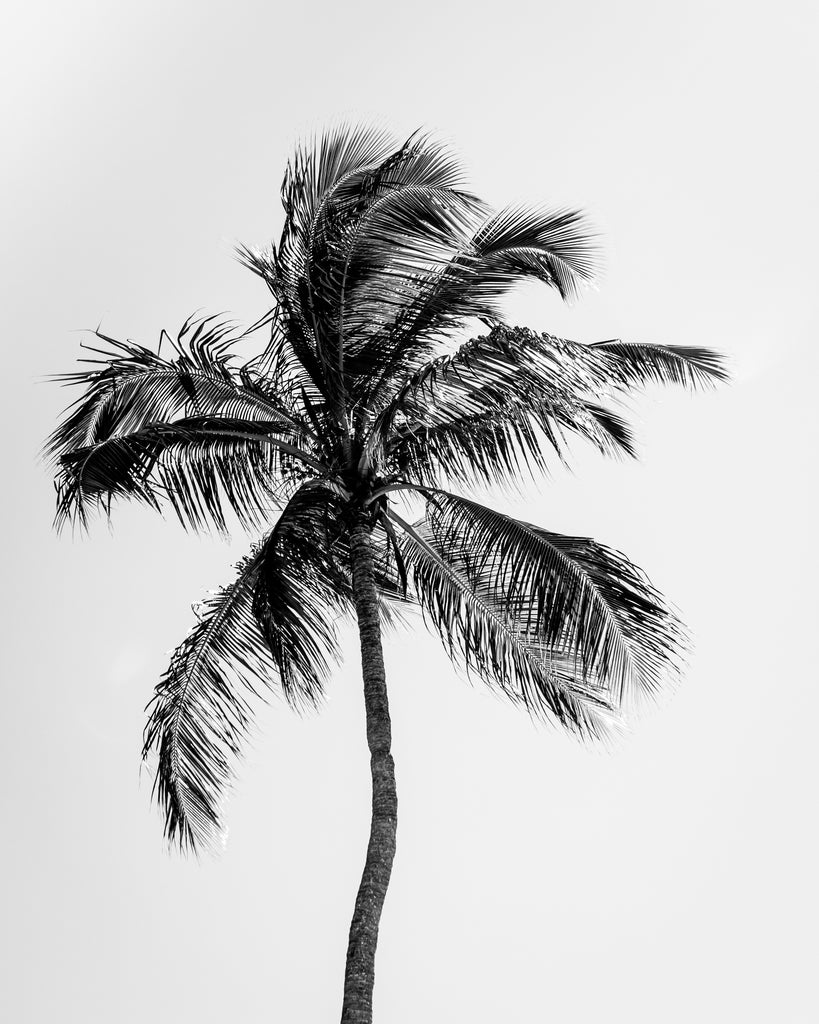 Palms Tree