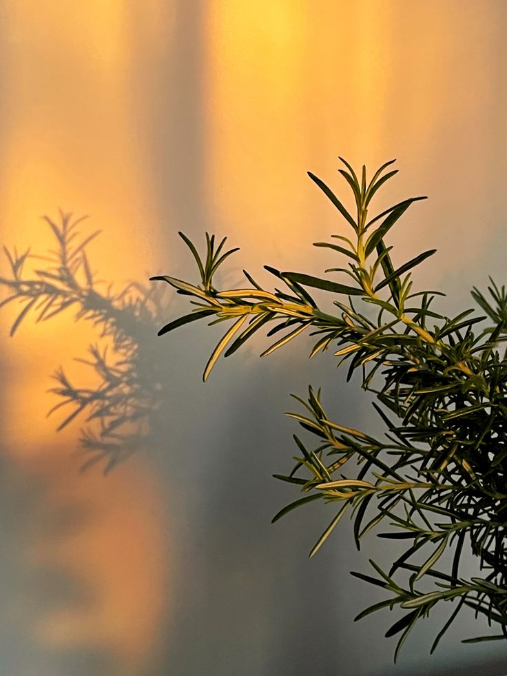 Is Rosemary Oil Worth the Hype?