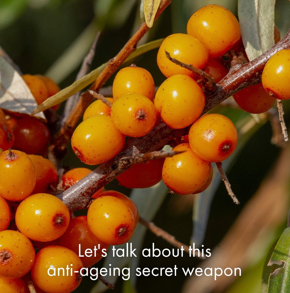 Everything you need you know about Sea Buckthorn Oil